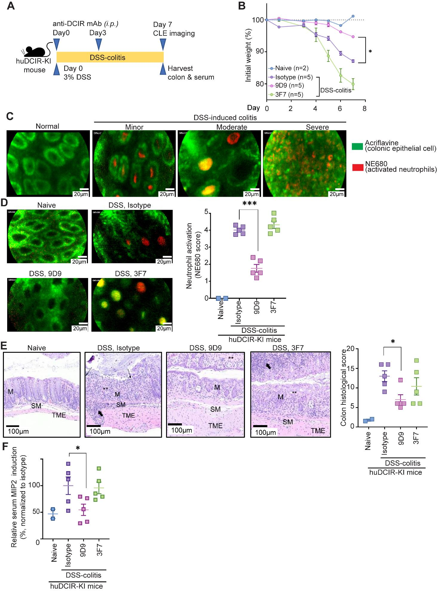 Agonistic anti-DCIR antibody inhibits ITAM-mediated inflammatory signaling and promotes immune resolution